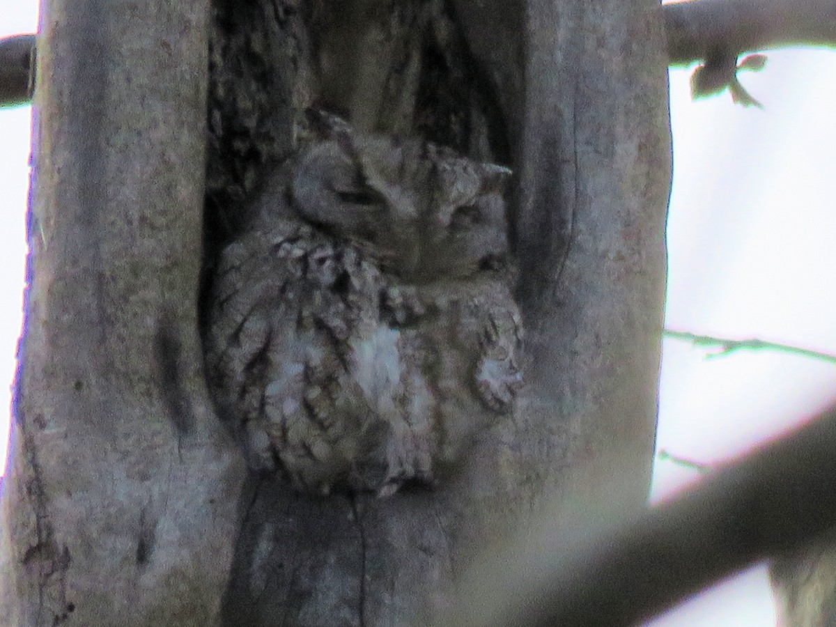 Eastern Screech-Owl - ML430335781