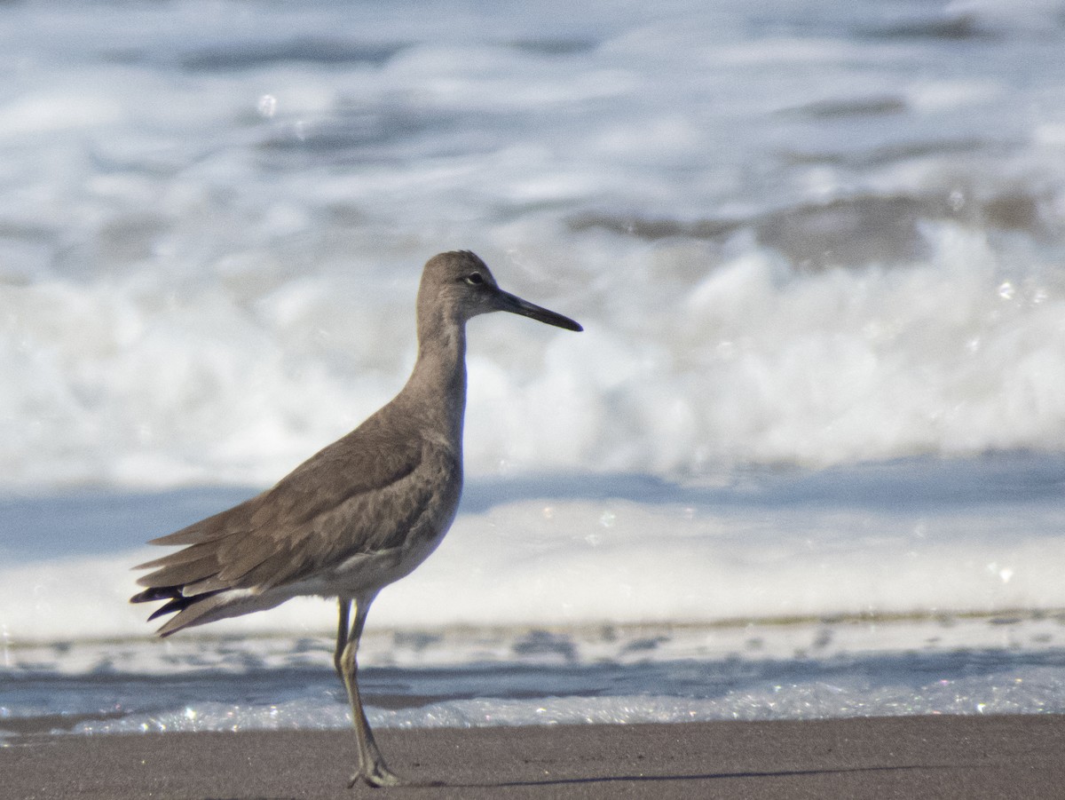 Willet - Ignacio Escobar Gutiérrez