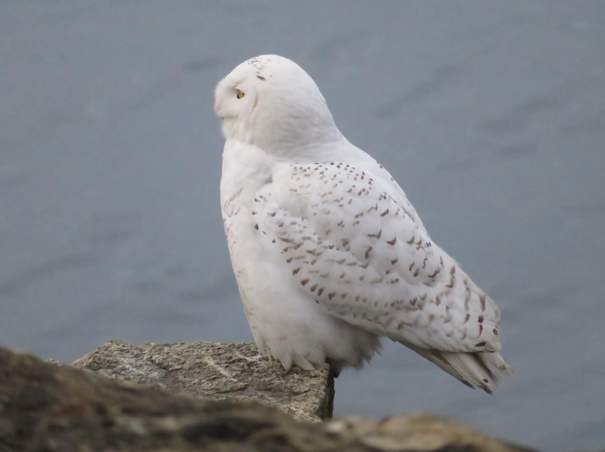 Snowy Owl - ML430336551