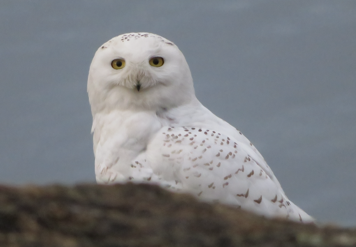 Snowy Owl - ML430336721