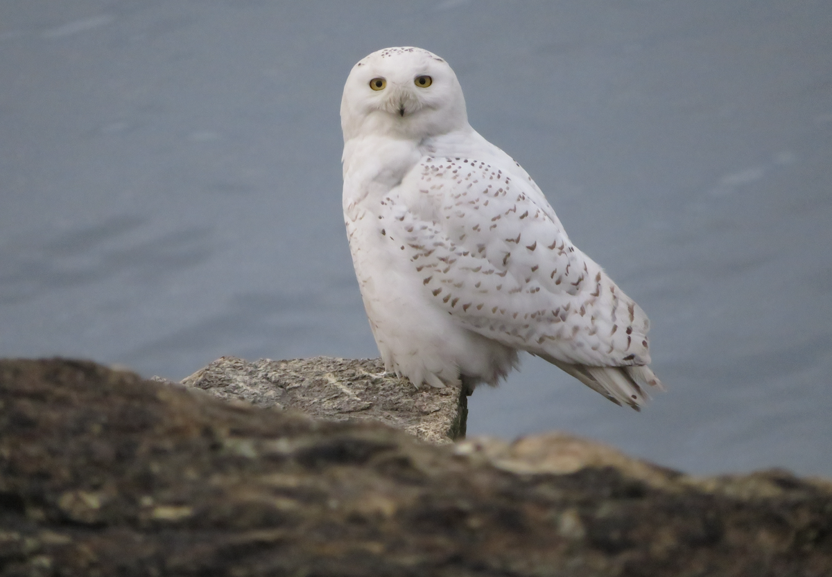 Snowy Owl - ML430336771