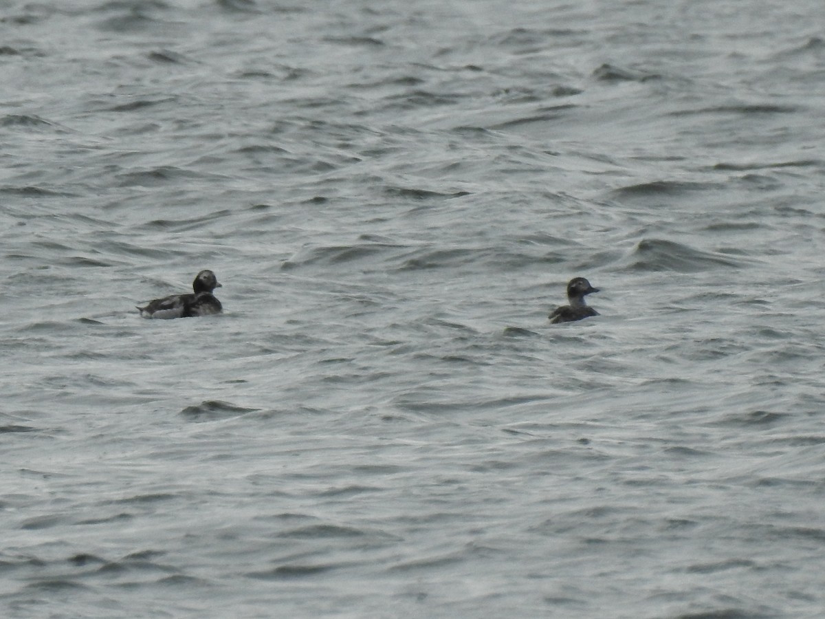 Long-tailed Duck - ML430338511