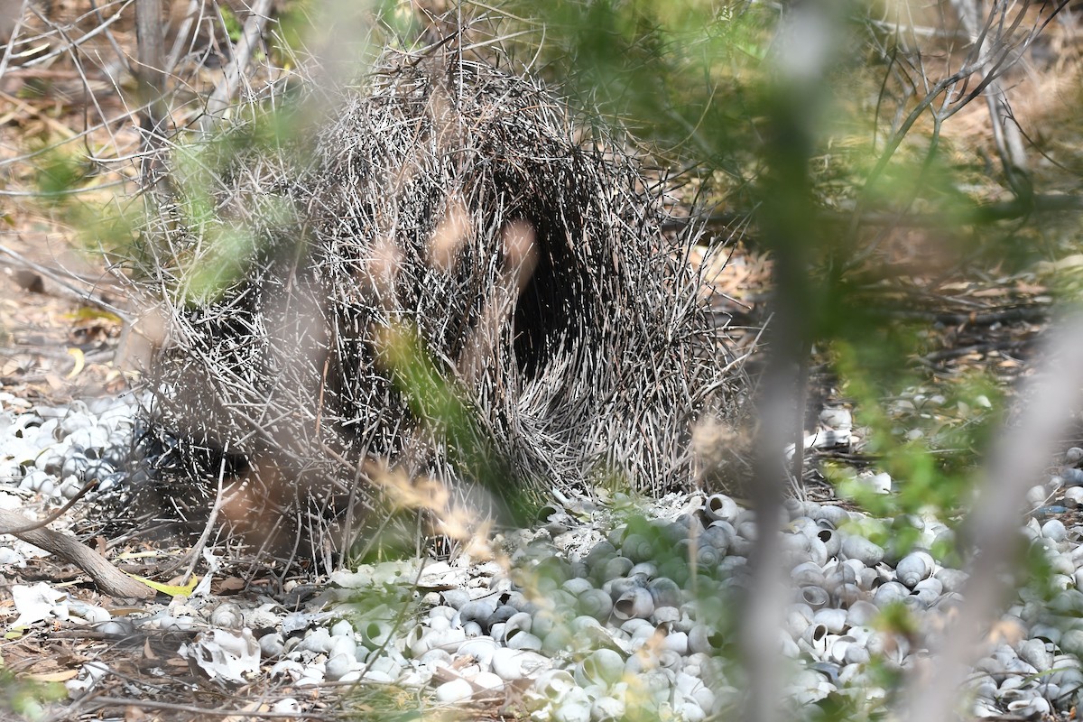 Great Bowerbird - ML430338881