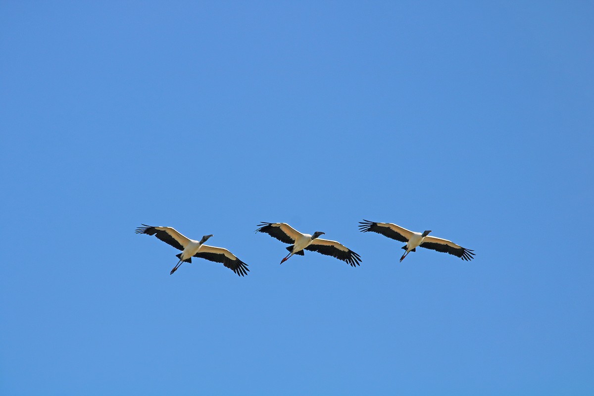 Wood Stork - ML430339111