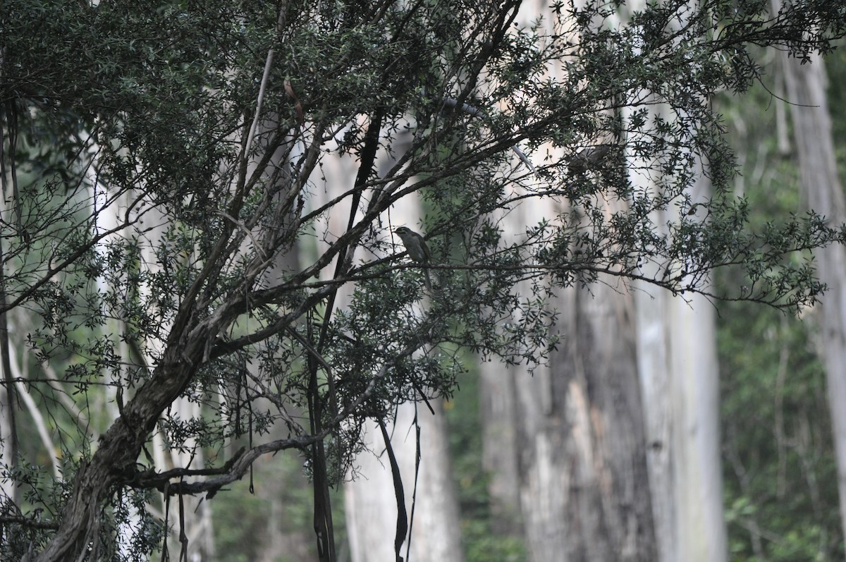Yellow-faced Honeyeater - ML430340921
