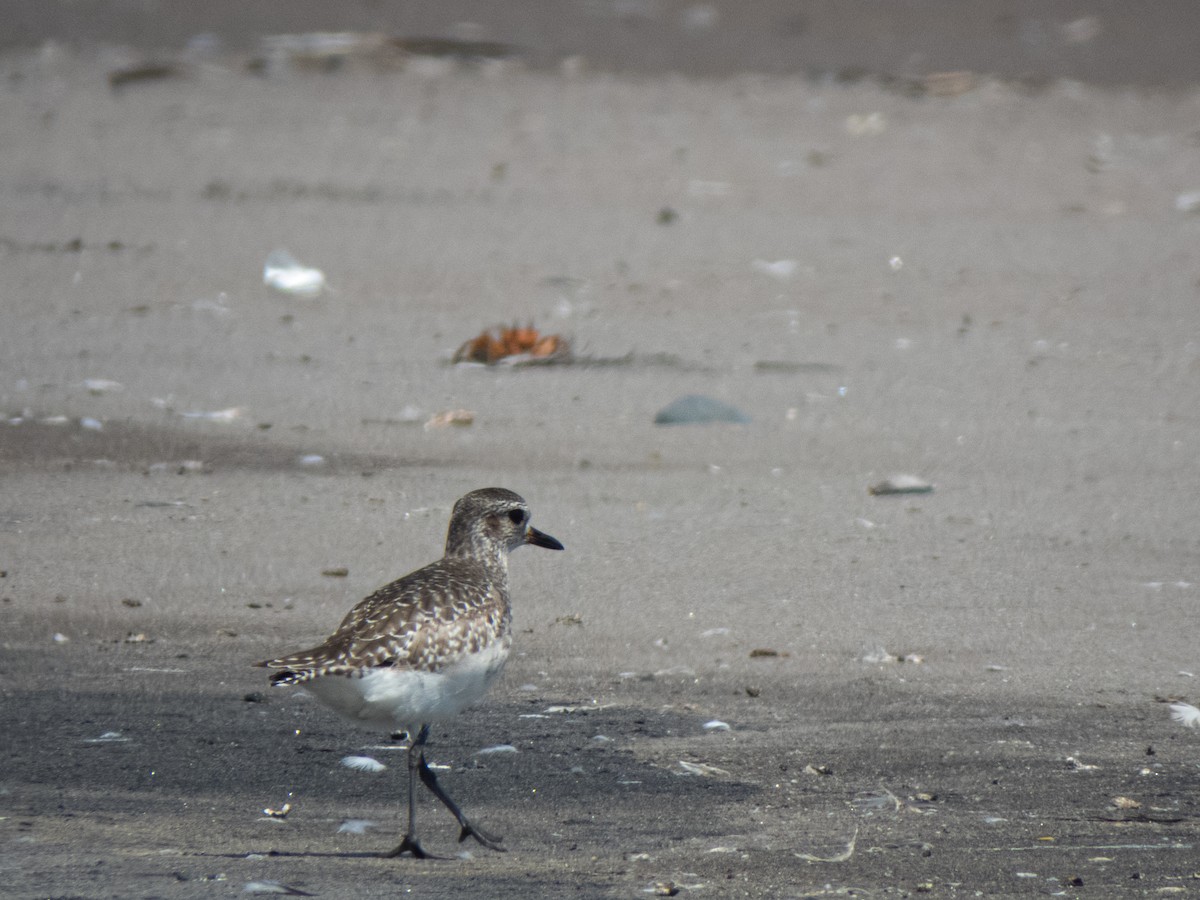 Black-bellied Plover - ML430341831