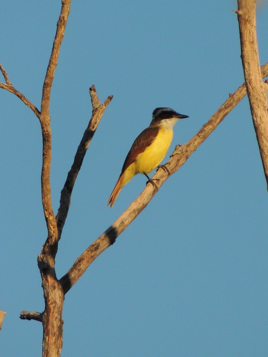 Great Kiskadee - ML430341911