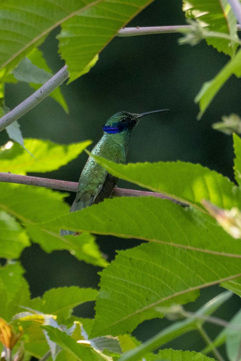 kolibřík modrolící - ML430342301