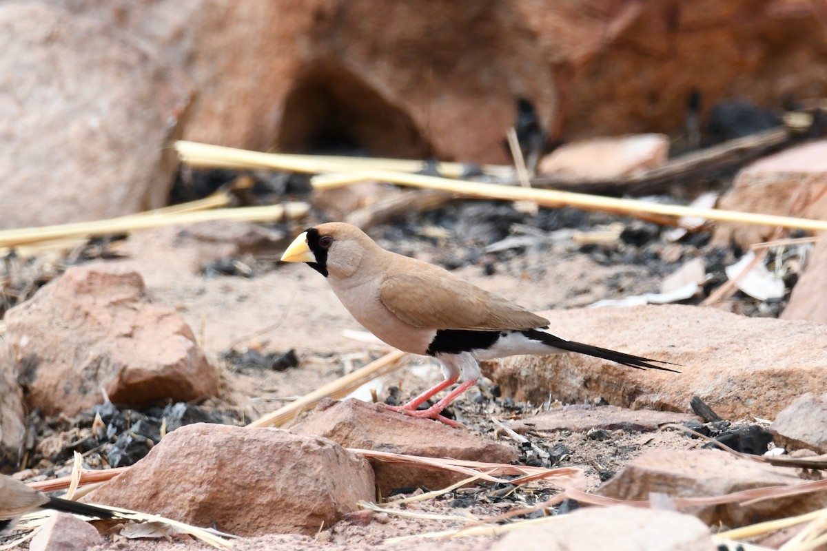 Masked Finch - ML430342521