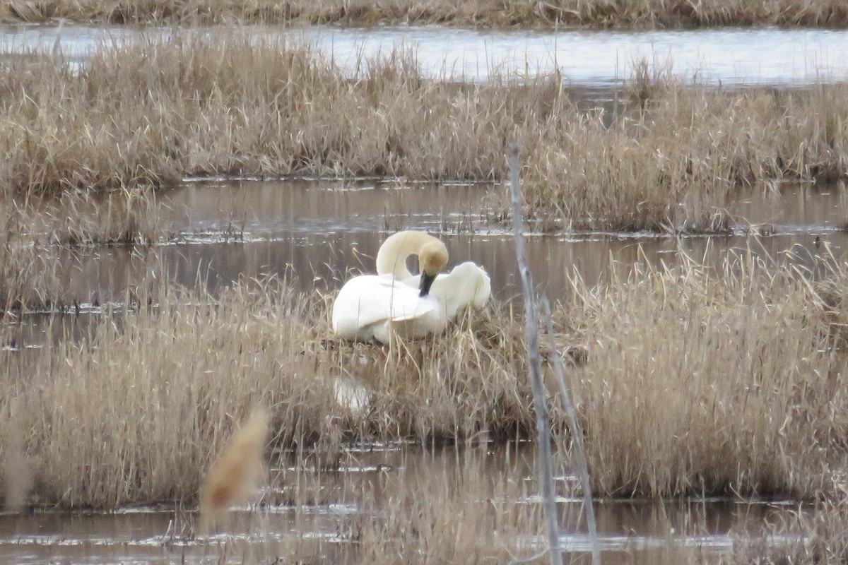 Trumpeter Swan - ML430343101