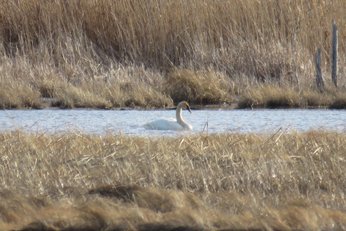 Trumpeter Swan - ML430343131