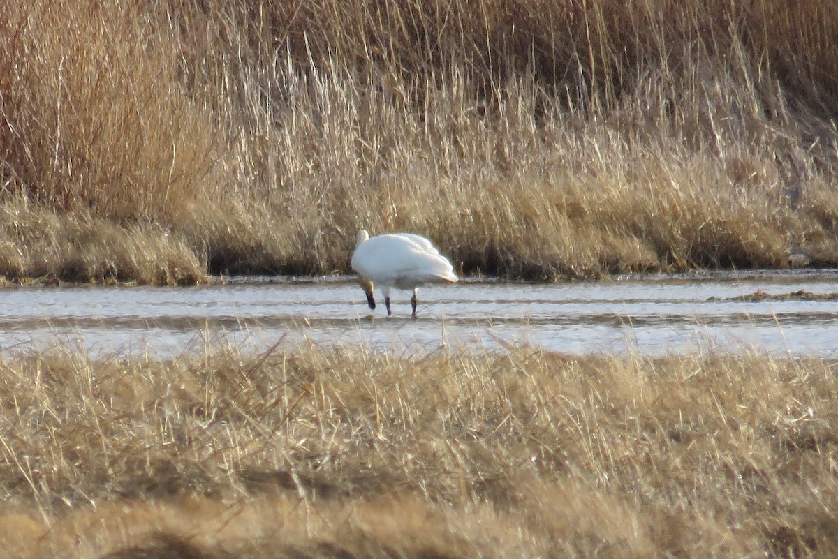 Cygne trompette - ML430343161