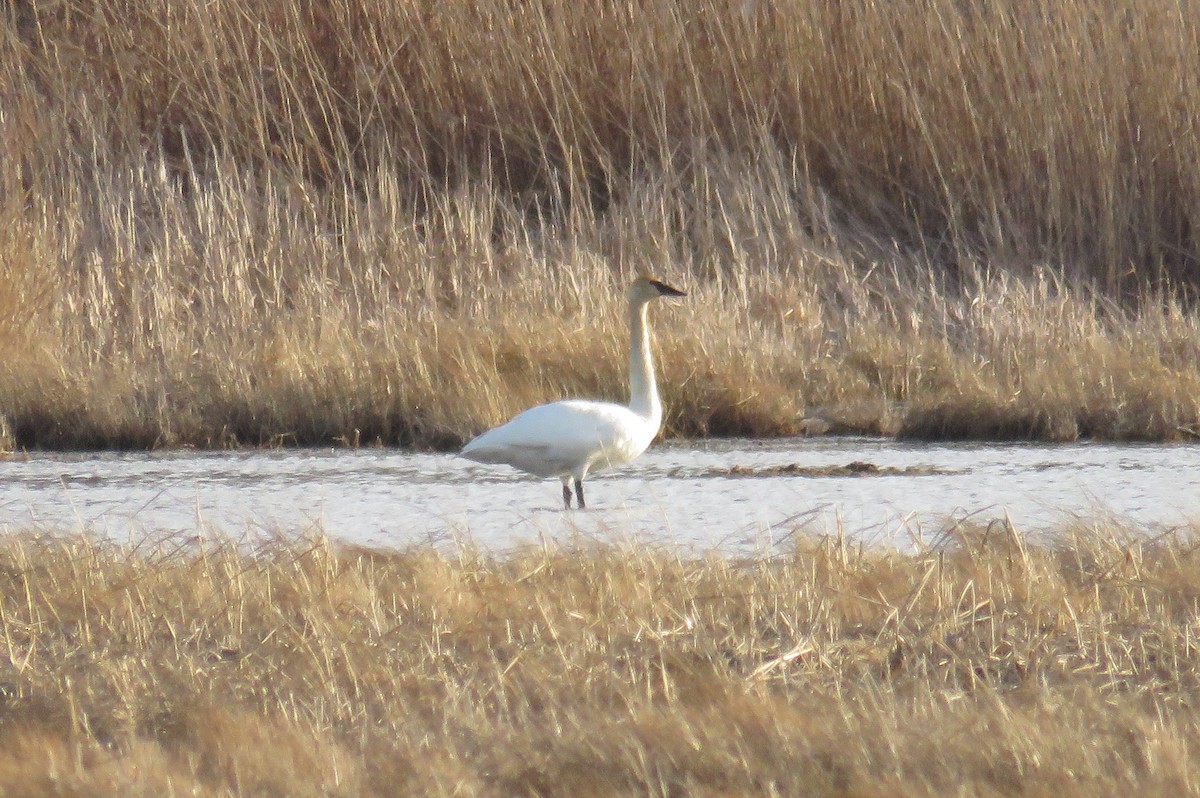 Trumpeter Swan - ML430343171