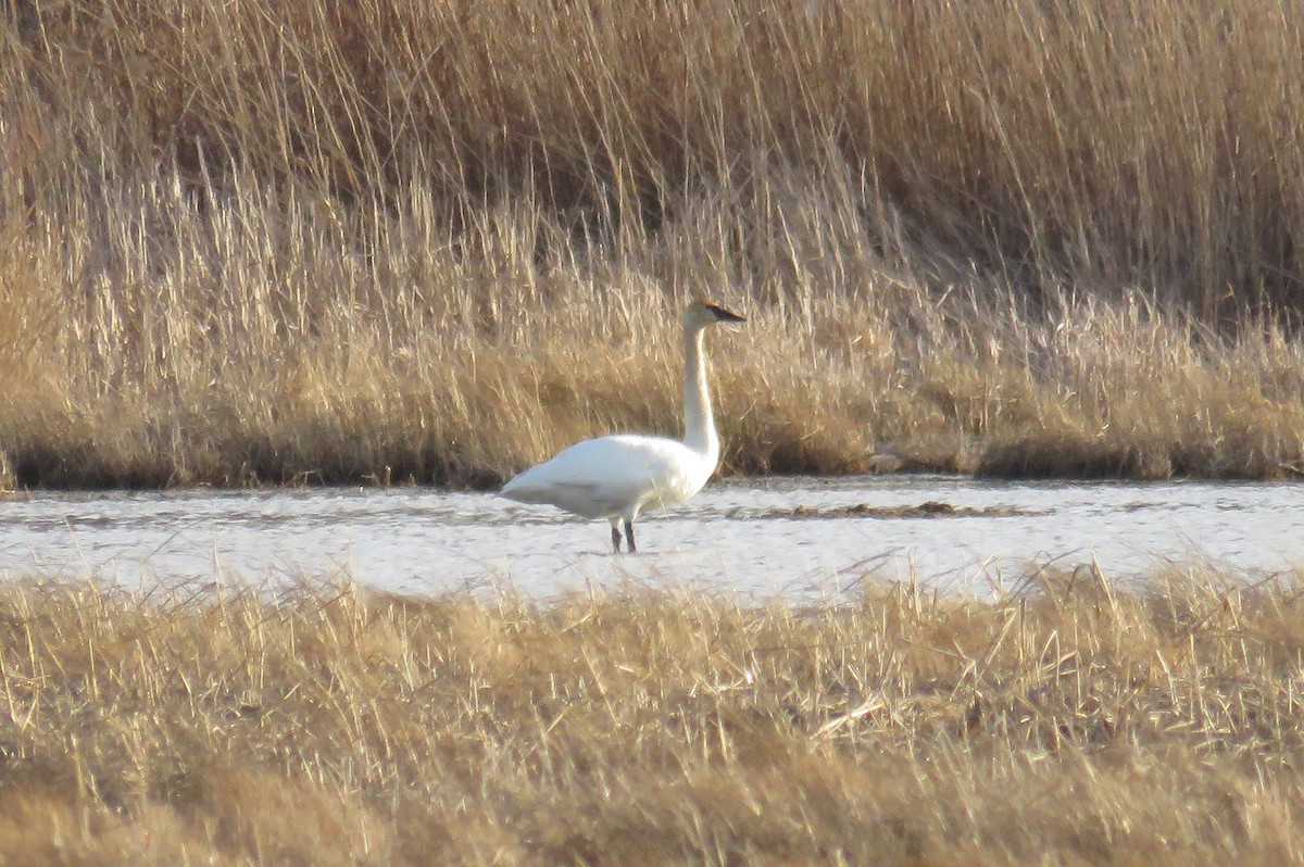 Trumpeter Swan - ML430343171