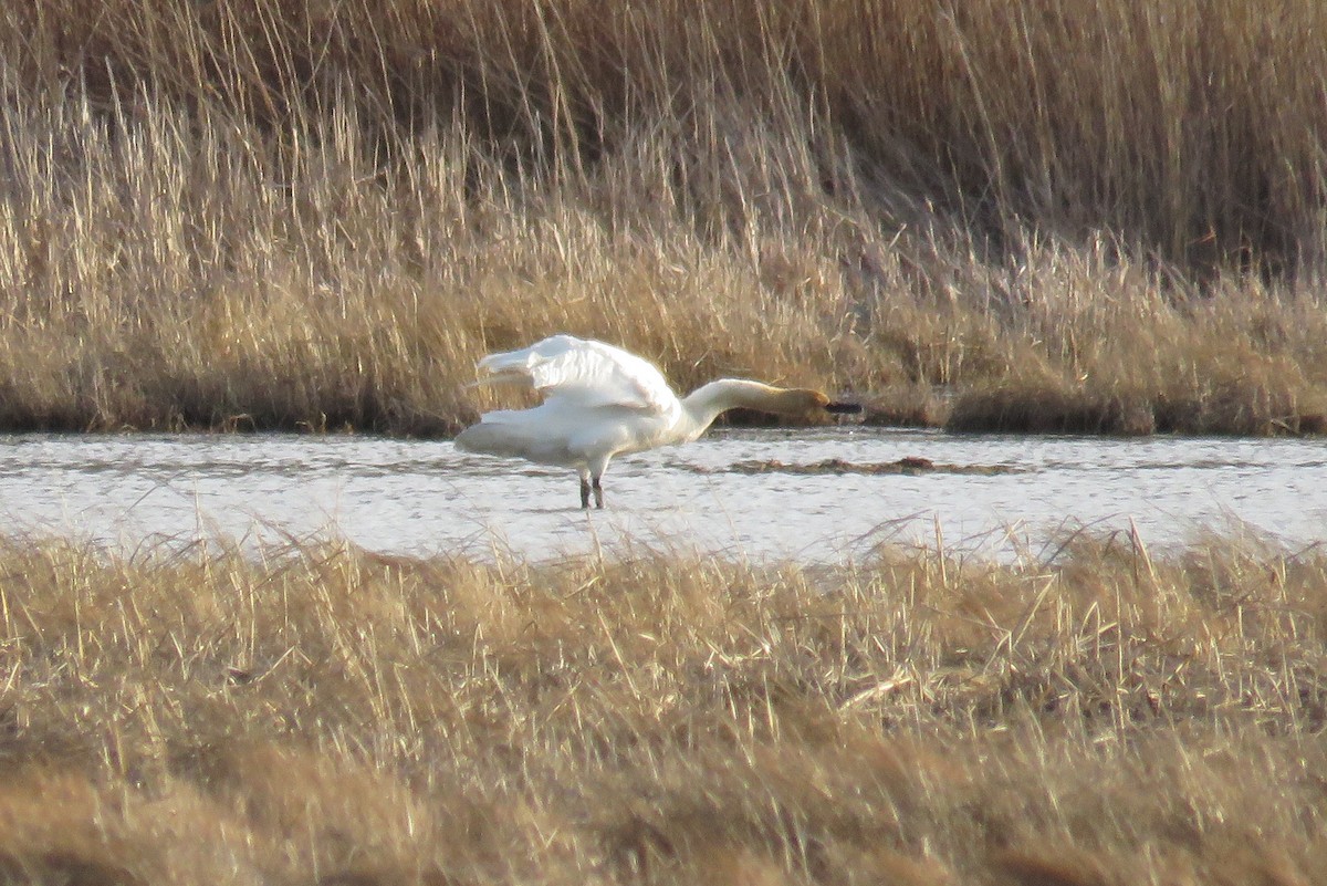 Cygne trompette - ML430343191