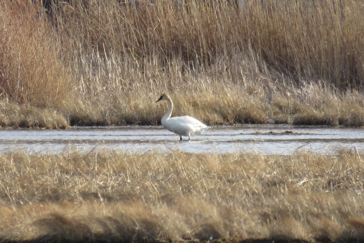 Trumpeter Swan - ML430343211