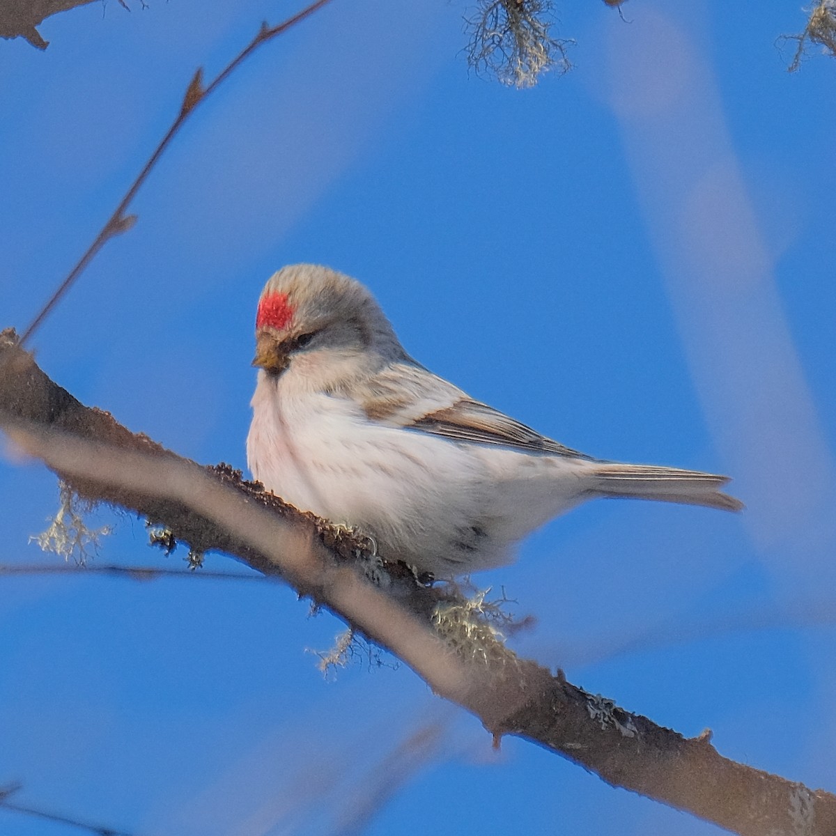 Hoary Redpoll - Josh Spice