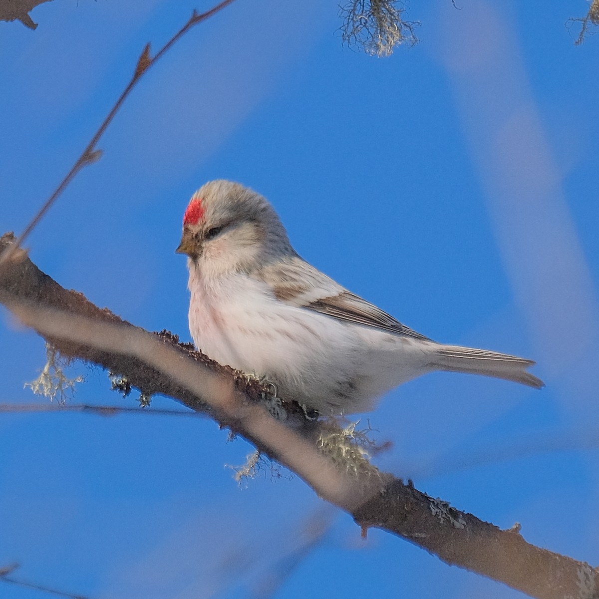 Hoary Redpoll - Josh Spice