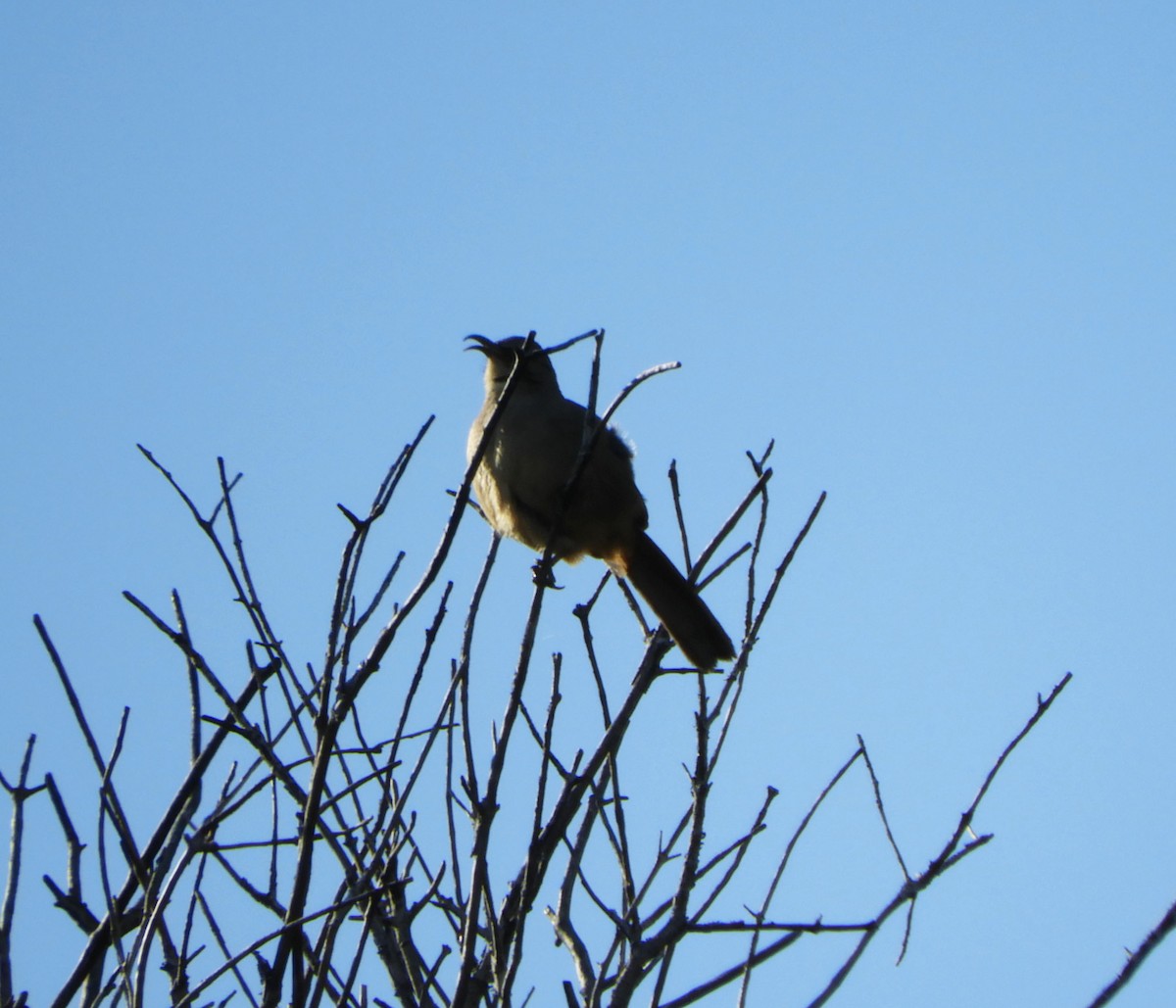California Thrasher - ML430343751