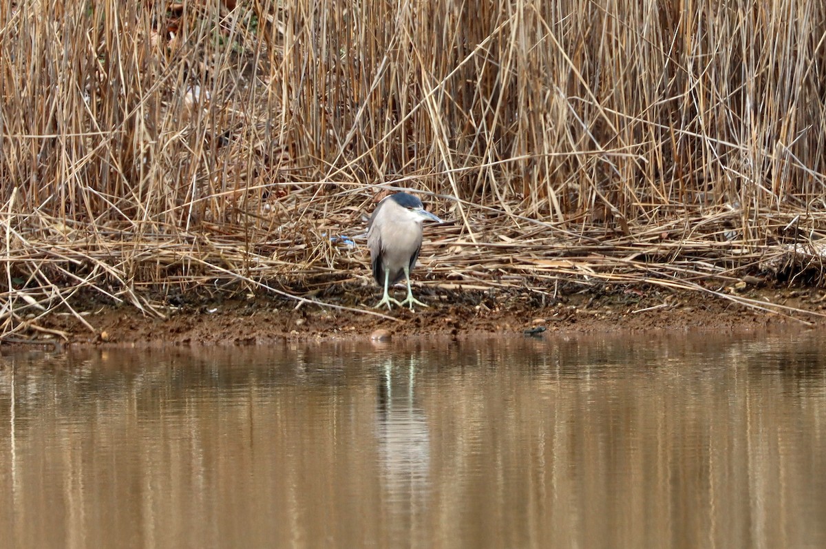 Black-crowned Night Heron - ML430343891