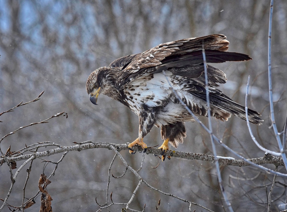 Орлан білоголовий - ML43034391