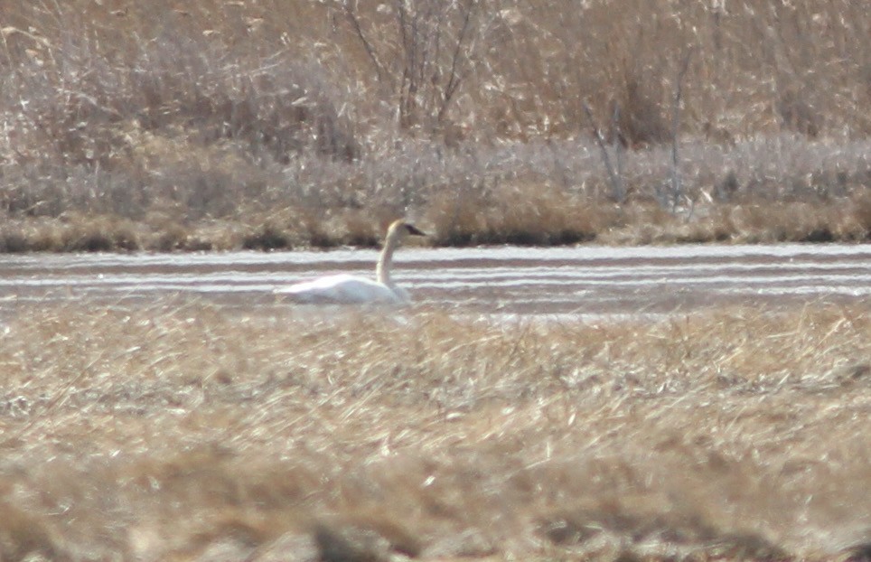 Trumpeter Swan - ML430345221