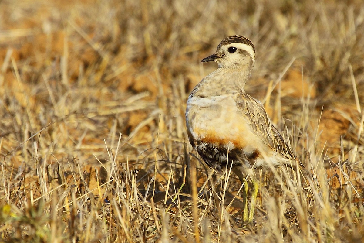 Eurasian Dotterel - António Gonçalves