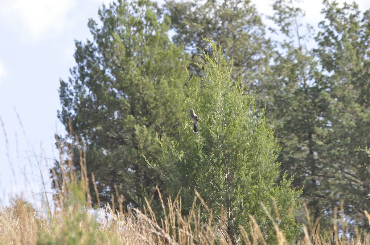 Spiny-cheeked Honeyeater - ML430346221