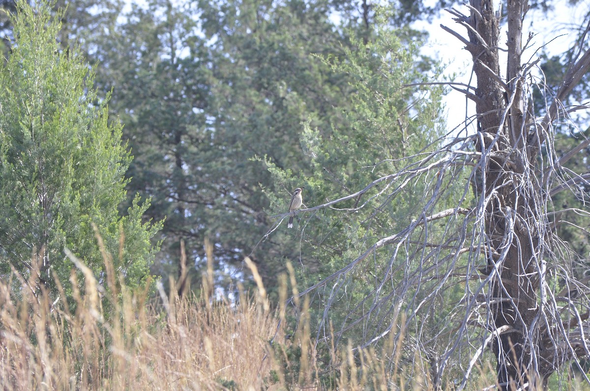 Spiny-cheeked Honeyeater - ML430346241