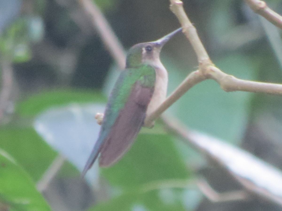 Wedge-tailed Sabrewing (Long-tailed) - ML430346401