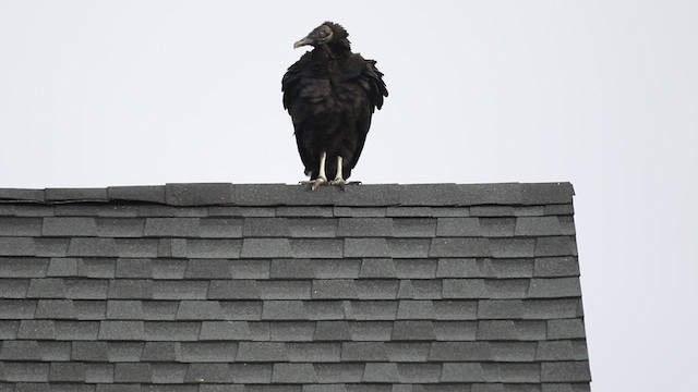 Black Vulture - ML430346571