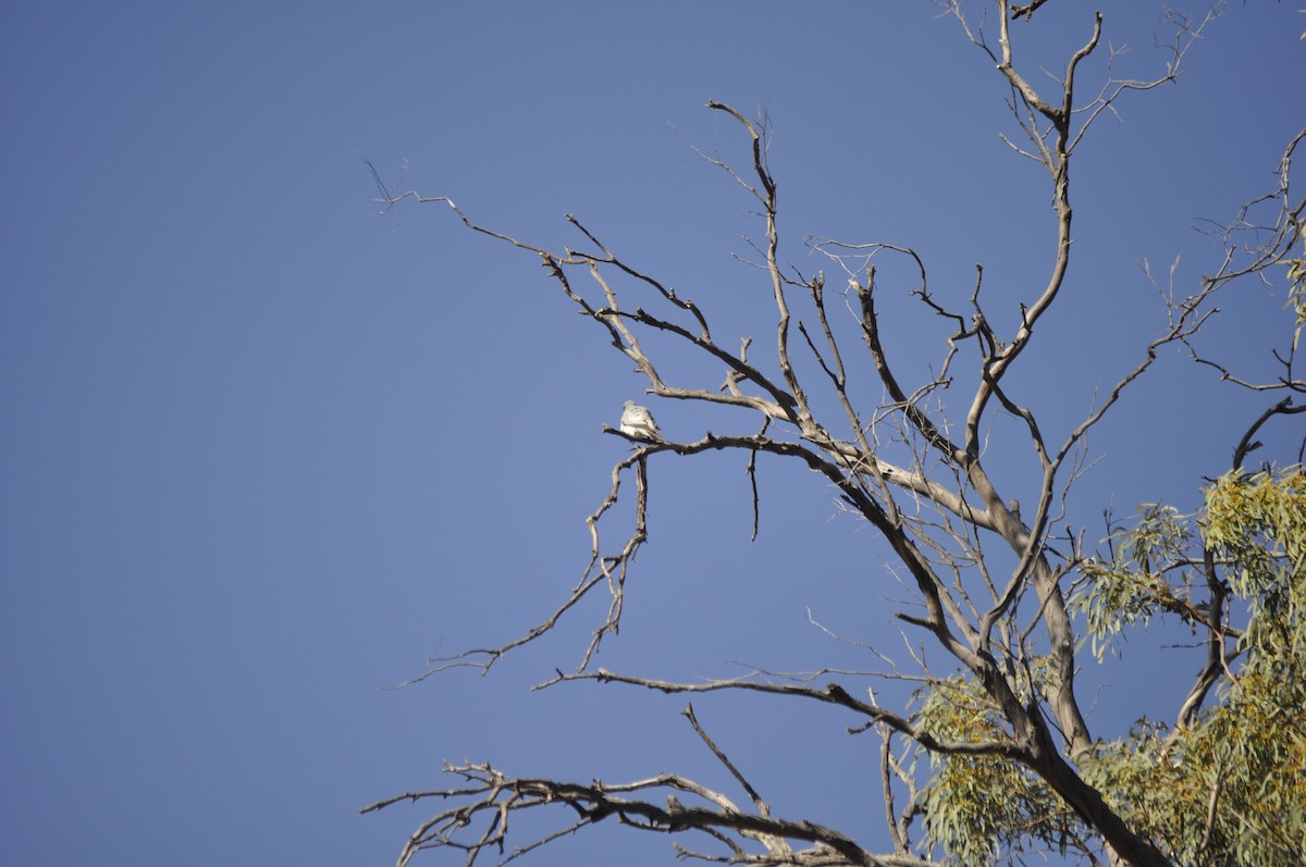 Black-faced Cuckooshrike - ML430346861