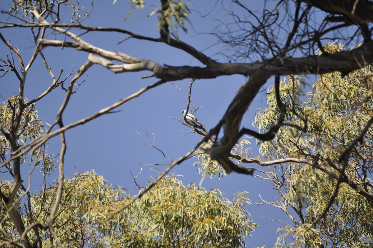 Black-faced Cuckooshrike - ML430346901