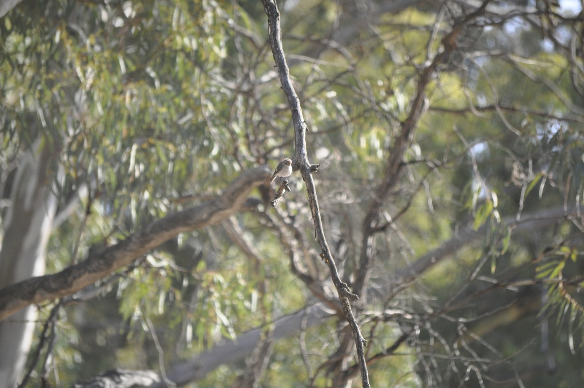 Red-capped Robin - ML430347331