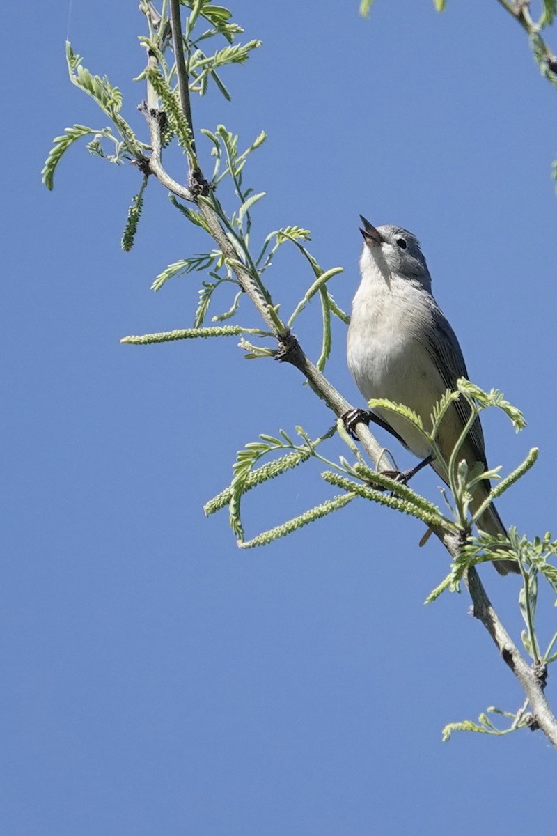 Lucy's Warbler - ML430348091