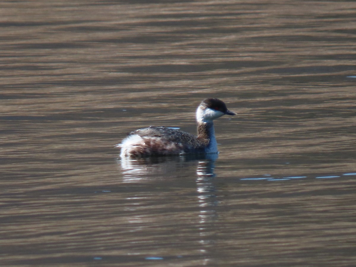 Horned Grebe - Doug Graham