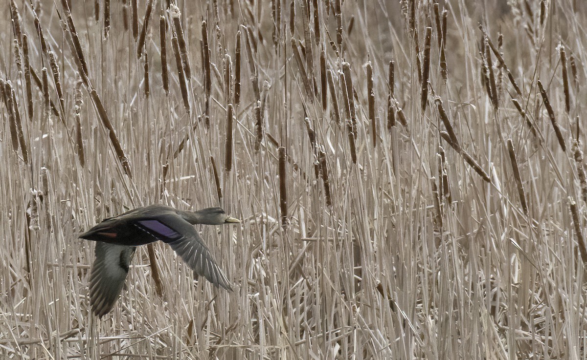 American Black Duck - ML430349231