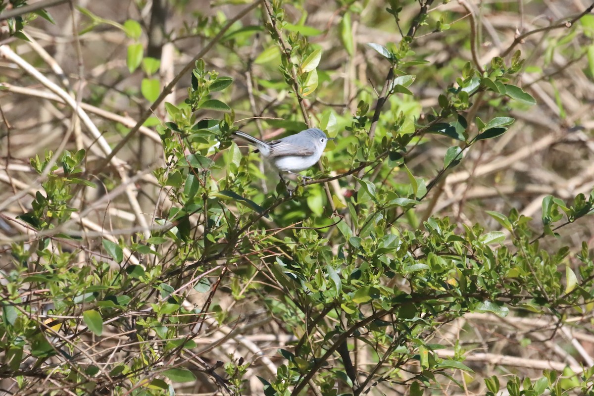 Blue-gray Gnatcatcher (caerulea) - Reuben Rohn