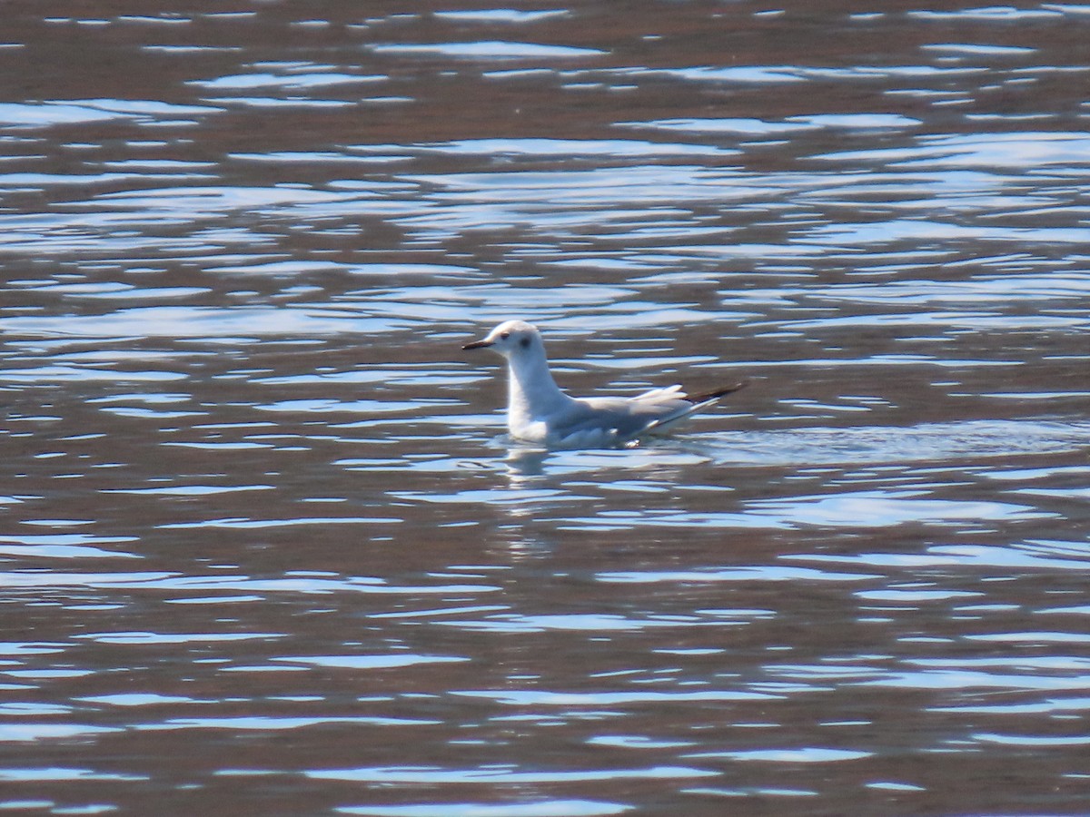 Bonaparte's Gull - Doug Graham