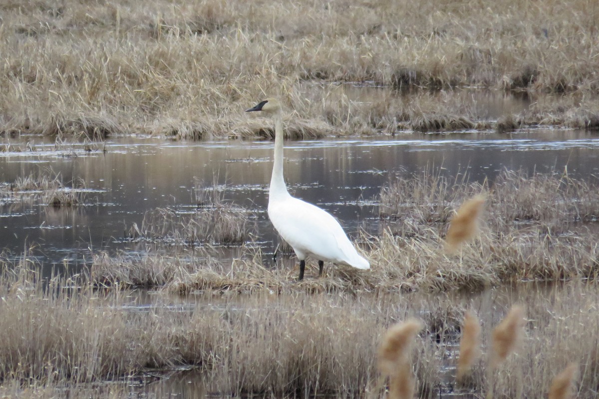 Trumpeter Swan - ML430350881