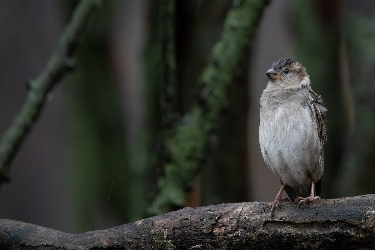 House Sparrow - Matthew Dolkart