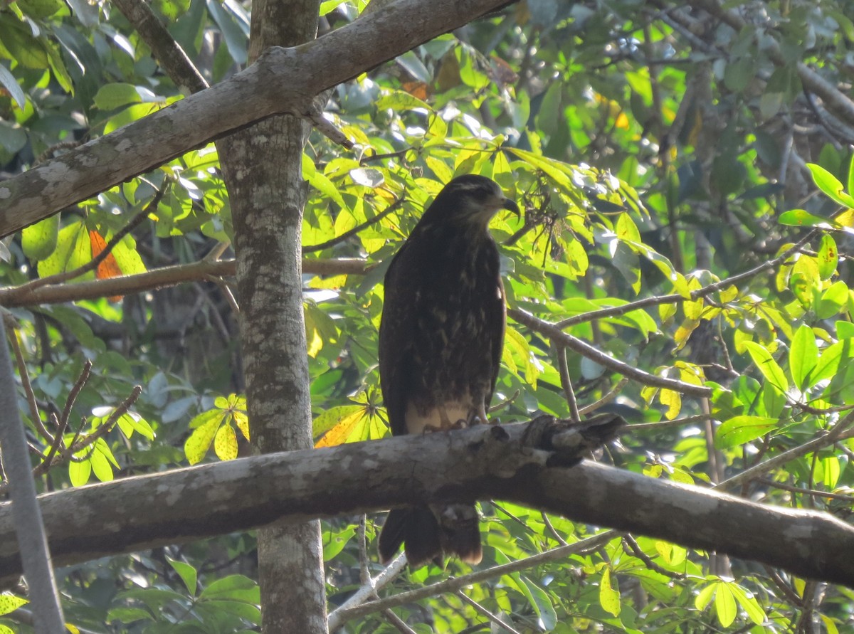 Snail Kite - ML430353181