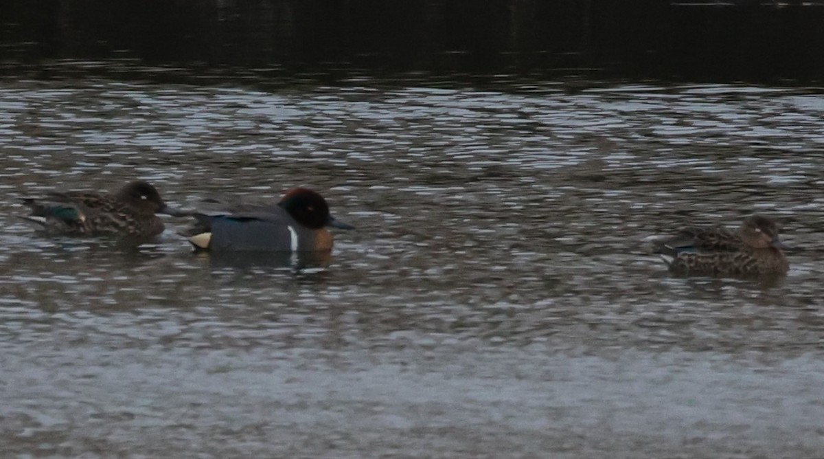 Green-winged Teal - ML430353811