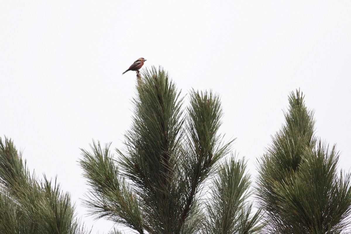 Hispaniolan Crossbill - ML430354501