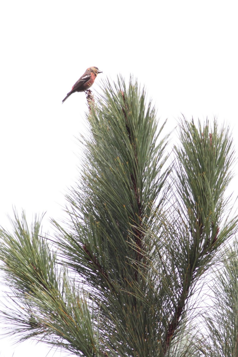 Hispaniolan Crossbill - ML430354531