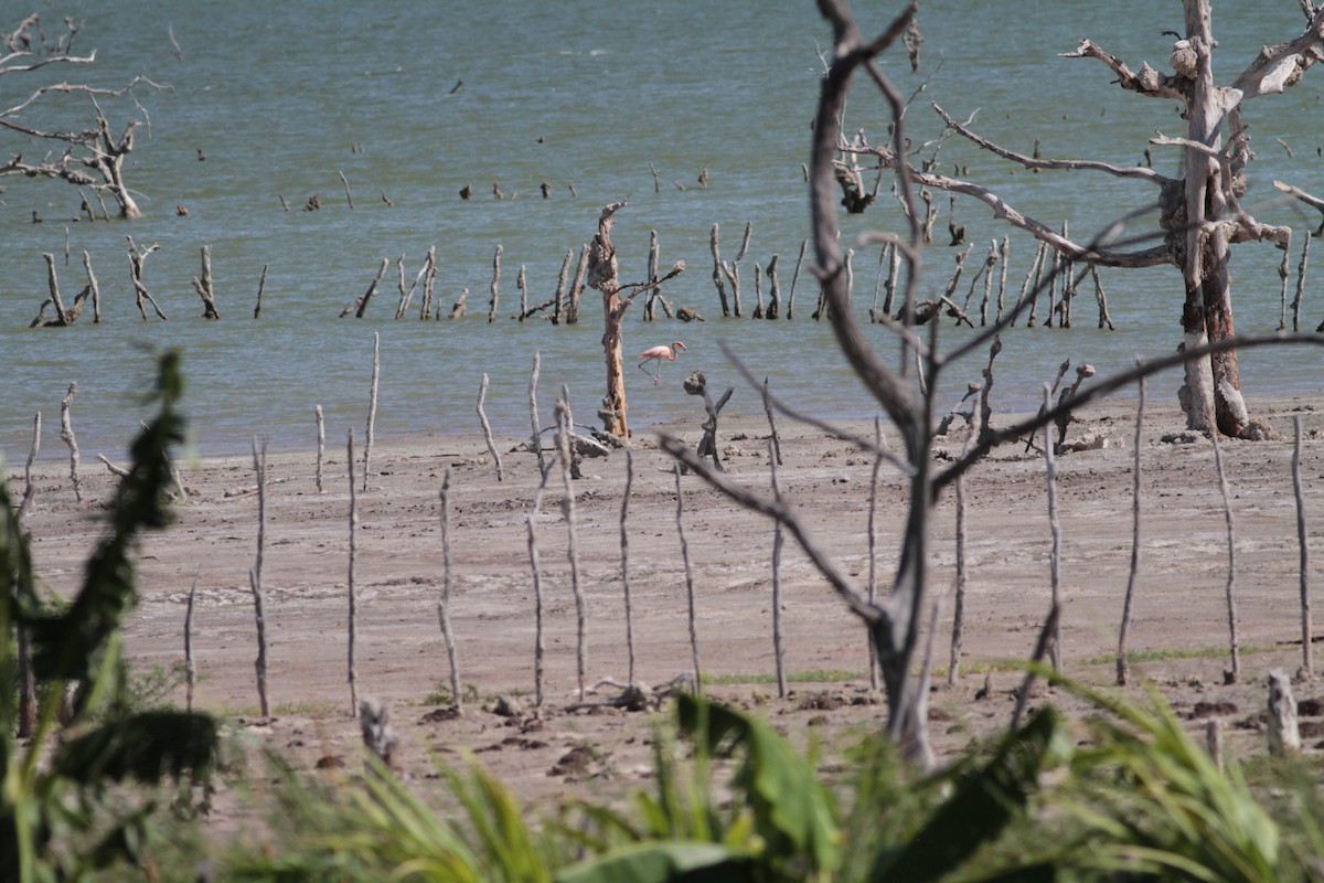 American Flamingo - ML430356231