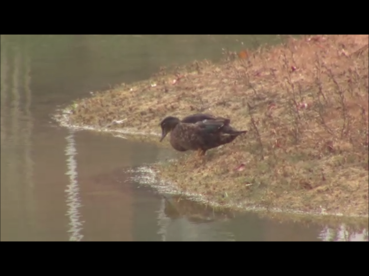 Canard colvert - ML43035681