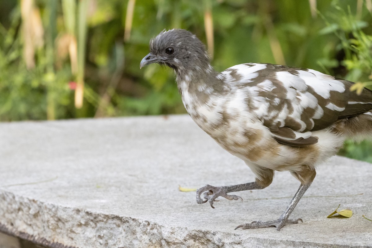 Plain Chachalaca - ML430357811