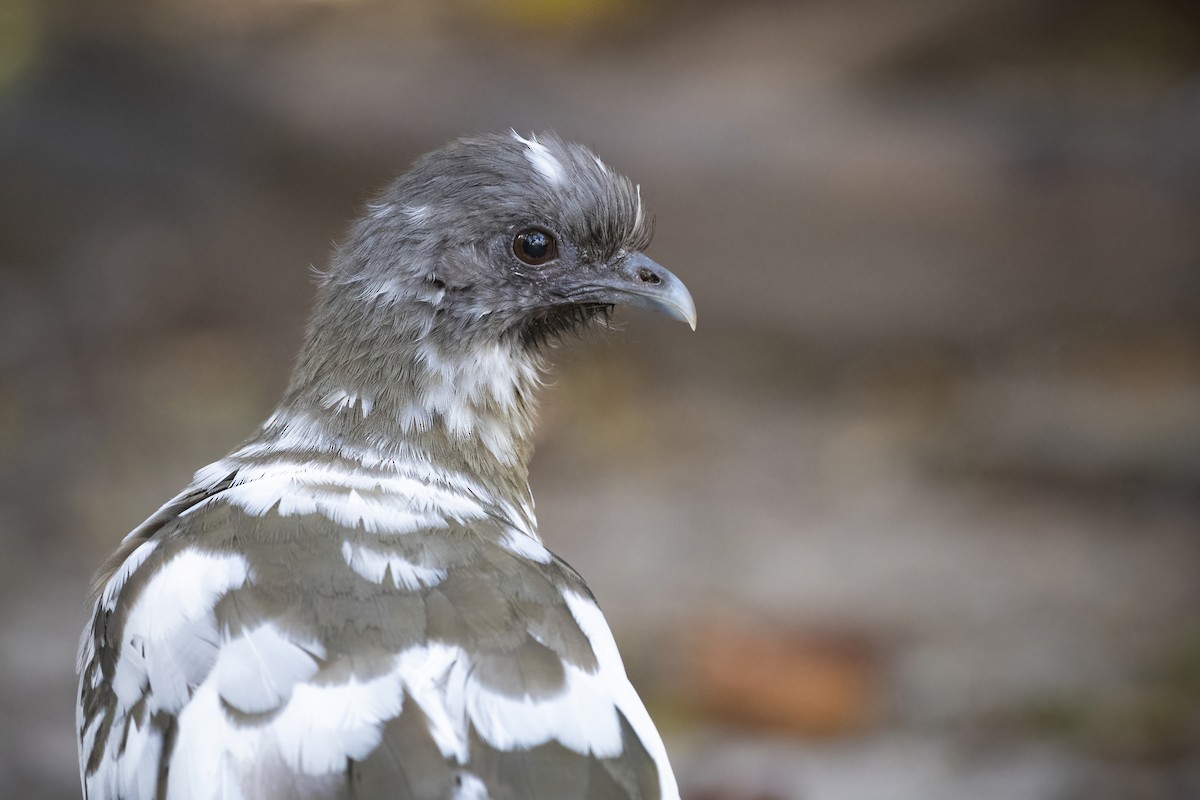 Plain Chachalaca - ML430357871