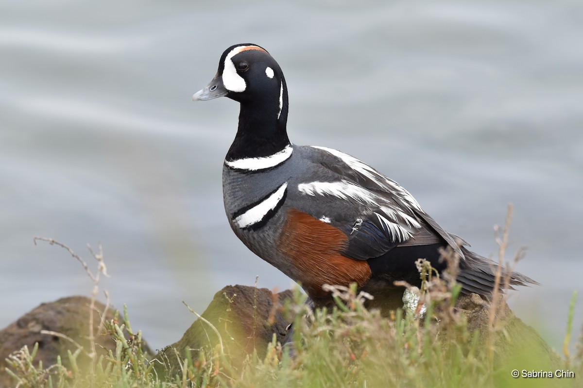 Harlequin Duck - Sabrina Chin